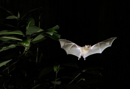 Pallas's long-tongued bat courtesy of Brock Fenton