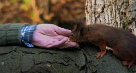 Ernie Gordon, children's author, feeds a red squirrel