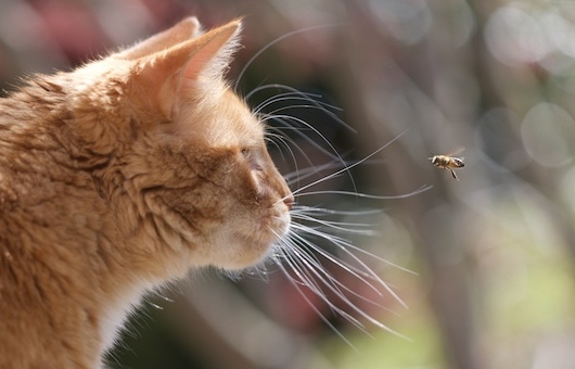 Horatio meets a bee Horatio meets a bee